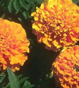 Бархатцы (оранжевые)