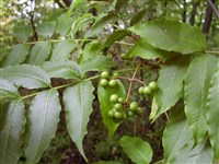 Бархат сахалинский – Phellodendron sachalinense (F.Schmidt) Sarg.