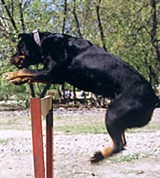 Барьер (прыжок)