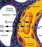 Барьер между кровью и альвеолярным воздухом