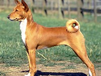 Басенджи (слева)