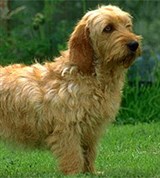 Бассет (рыжий бретонский)