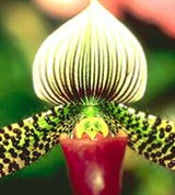 Башмачок (цветок)