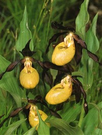 Башмачок настоящий, ципрепедиум башмачок – Cypripedium calceolus L.