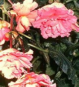 Бегония (клубневая 1)