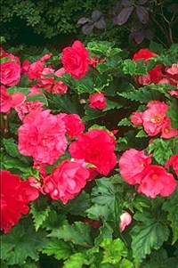 Бегония (клубневая 2)