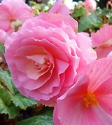 Бегония (розовый гибрид)