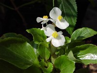Бегония вечноцветущая – Begonia semperflorens Link et Otto.