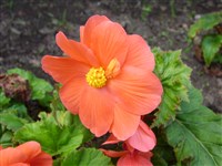 Бегония клубневая гибридная – Begonia x tuberhybrida Voss.