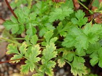 Бедренец камнеломковый – Pimpinella saxifraga L.