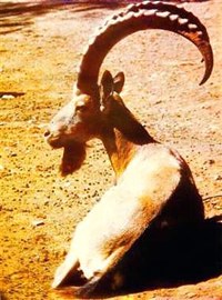 Безоаровый козел