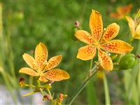 Беламканда китайская, леопардовая лилия – Belamcanda chinensis (L.) Leman.