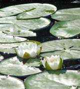 Белая Кувшинка (Валдайское озеро)