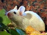 Белая мышь (слайд)