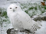 Белая сова (на камне)