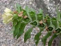 Белена белая – Hyoscyamus albus L.