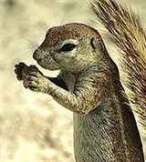 Беличьи (земляная белка)