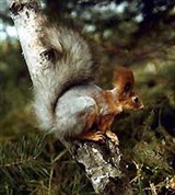 Белки (обыкновенная белка)