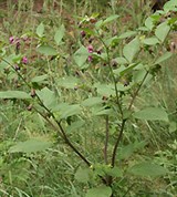 Белладонна (Atropa bella-donna)