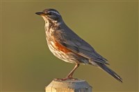 Белобровик (Turdus iliacus)