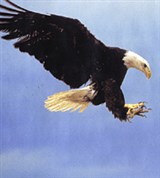 Белоголовый орлан (в полете)