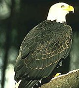 Белоголовый орлан (на ветке)