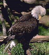 Белоголовый орлан (на земле)