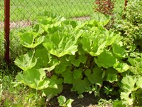 Белокопытник белый – Petasites albus (L.) Gaertn.