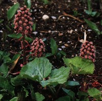 Белокопытник гибридный, лекарственный, ревень болотный – Petasites hybridus (L.) P.Gaertn.