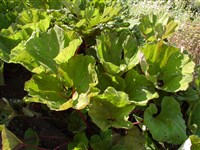 Белокопытник ложный – Petasites spurius (Retz.) Rchb.