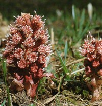 Белокопытник парадоксальный, снежно-белый – Petasites paradoxus (Retz.) Baumg.