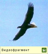 Белоплечий орлан (видео)