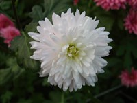 Белоснежка [Род дендрантема – Dendranthema (DC.) Desmoul]