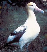 Белоспинный альбатрос (фотография)