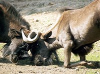 Белохвостый гну