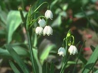 Белоцветник