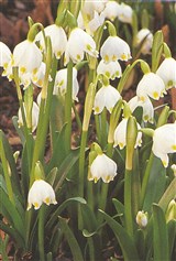 Белоцветник весенний – Leucojum vernum L. (2)