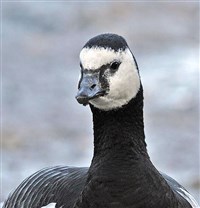 Белощекая казарка (голова)