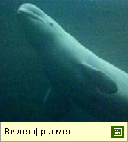 Белуха (видео)