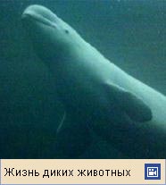 Белуха (видеофрагмент)