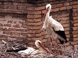 Белый аист