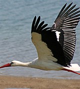 Белый аист (в полете)