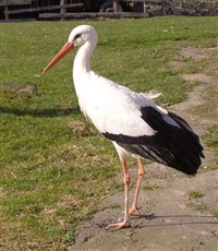 Белый аист (Ciconia ciconia)