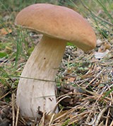 Белый гриб (Boletus edulis)