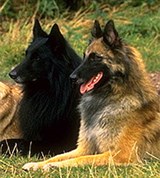 Бельгийские овчарки