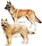 Бельгийские овчарки (лакенуа и малинуа)