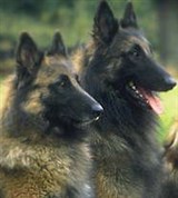 Бельгийские овчарки (тервюрены)