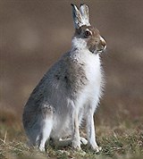 Беляк (Lepus timidus)