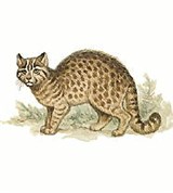 Бенгальская кошка (рисунок)