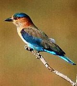 Бенгальская сизоворонка (Coracias benghalensis)